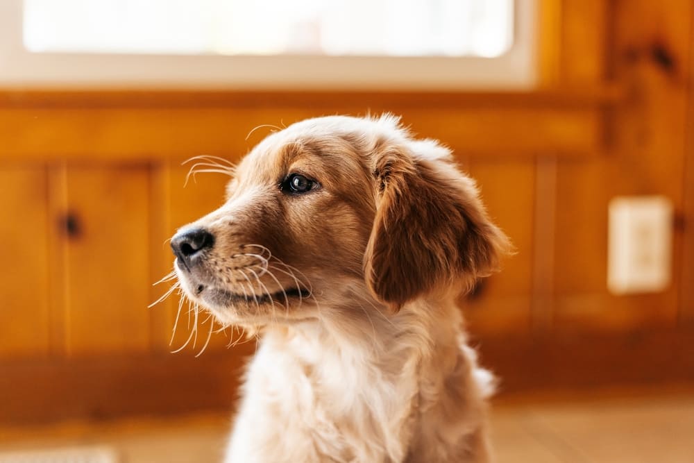 Golden Retriever puppies for sale in California by a professional dog breeder focused on health, temperament, and training.