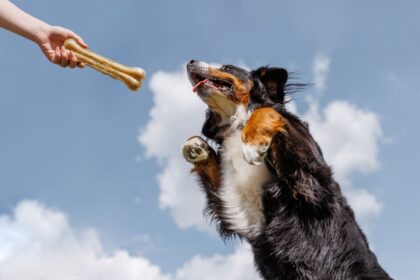 A dog being trained with a treat