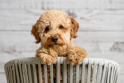 Mini, Medium, and Micro Golden Doodle puppies for sale