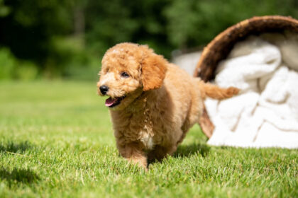 Micro Golden Doodles, Mini Golden Doodle Puppies, and Bernadoodles from Johnson Doodles in Texas.