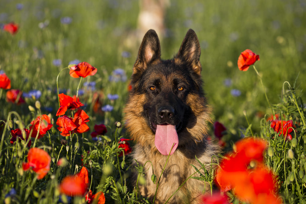 Long-haired German Shepherd puppies for sale in the USA