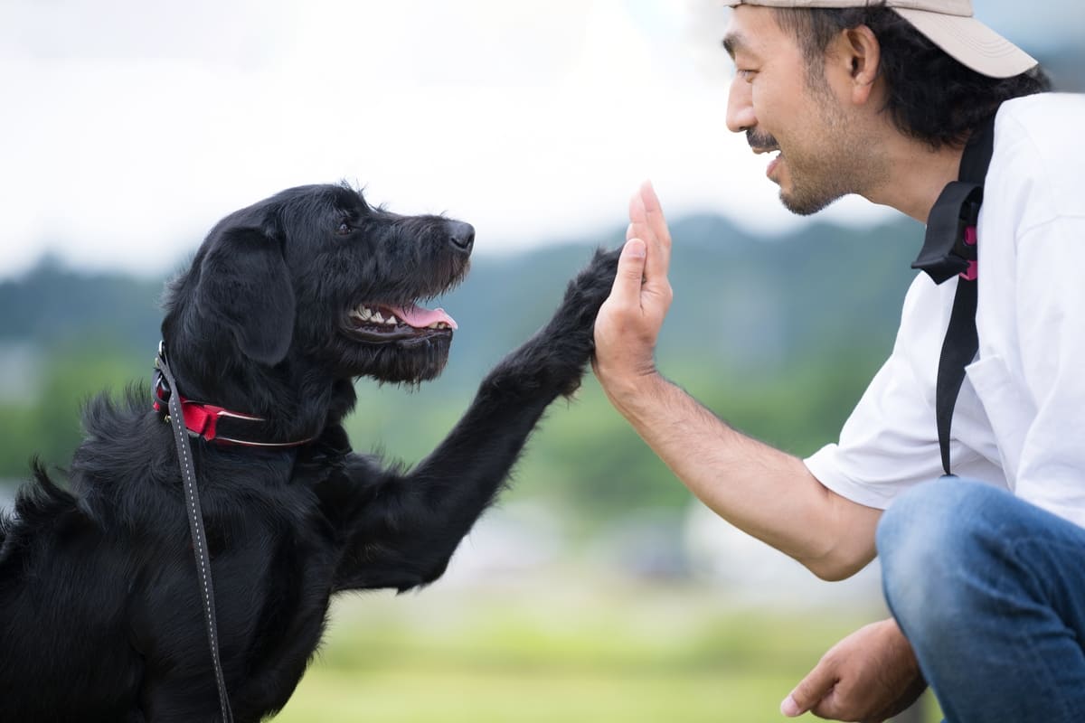 Professional dog trainer in Portland offering ethical leash training, puppy training, and aggressive dog training.